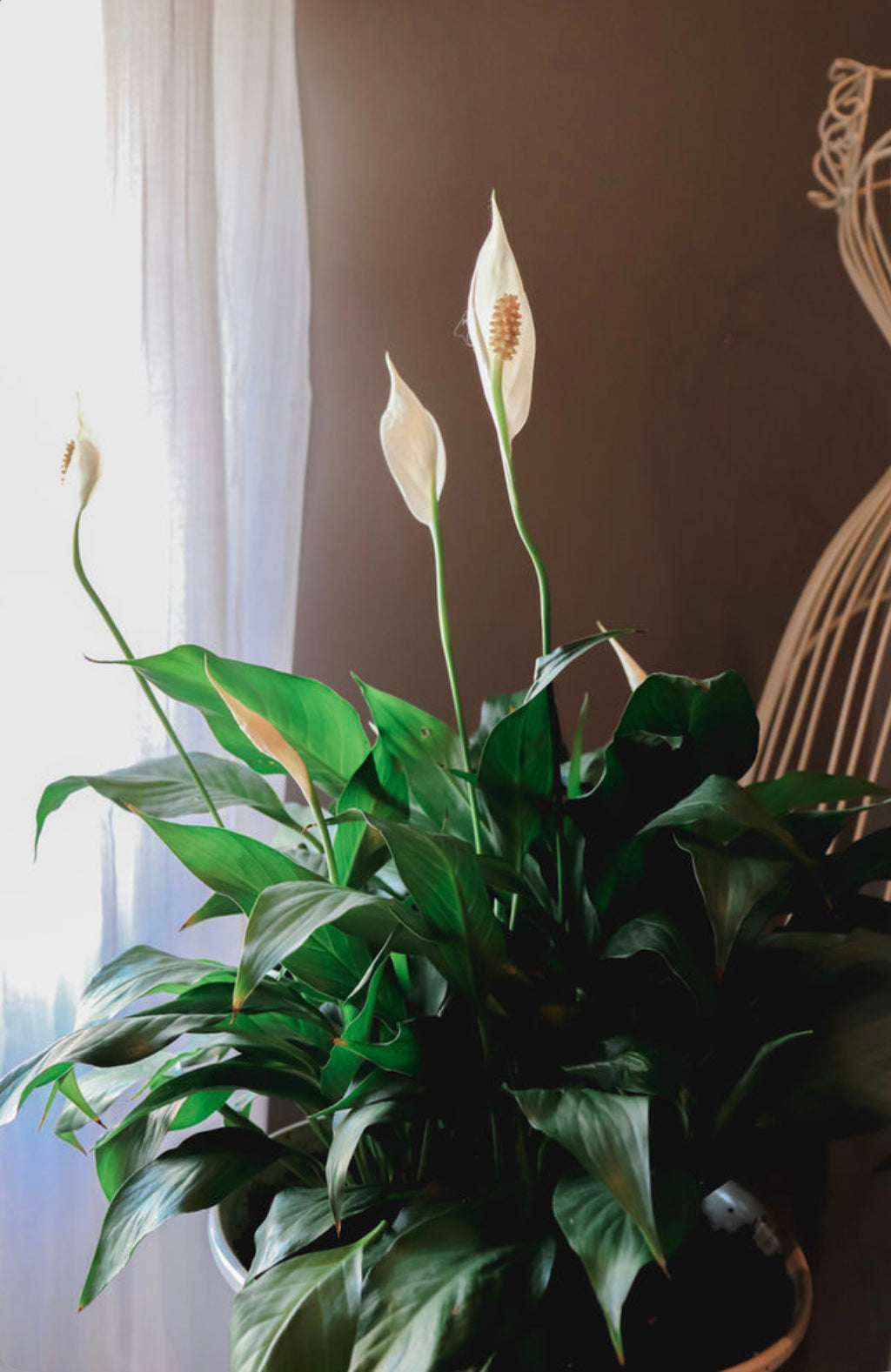 peace lily popular indoor plant