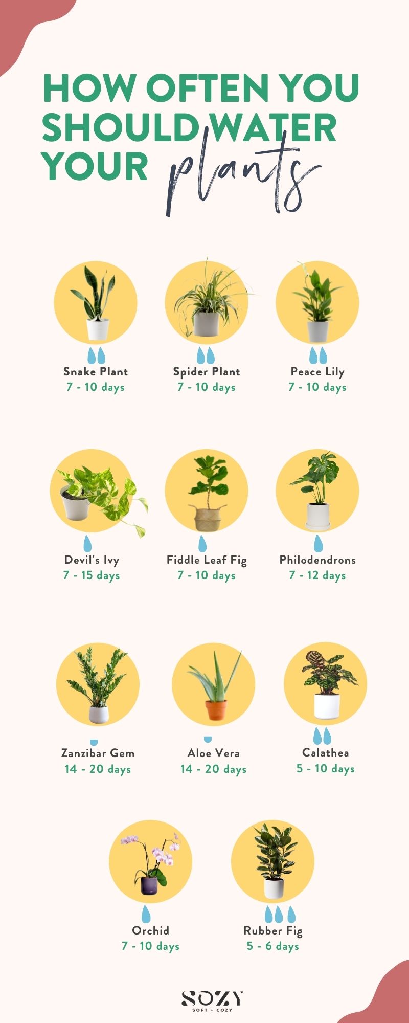 Green Thumbed Goddess: How Often Should I Water My Plants? – Sozy