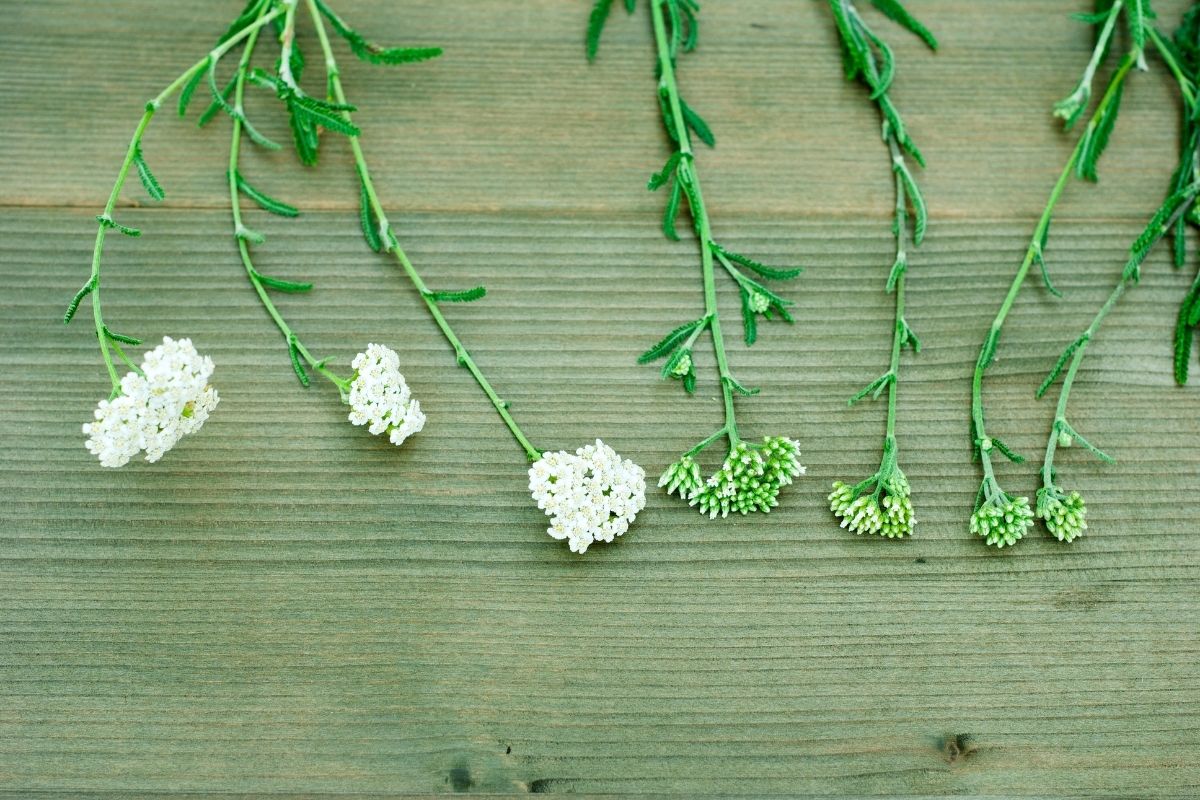 yarrow for healing