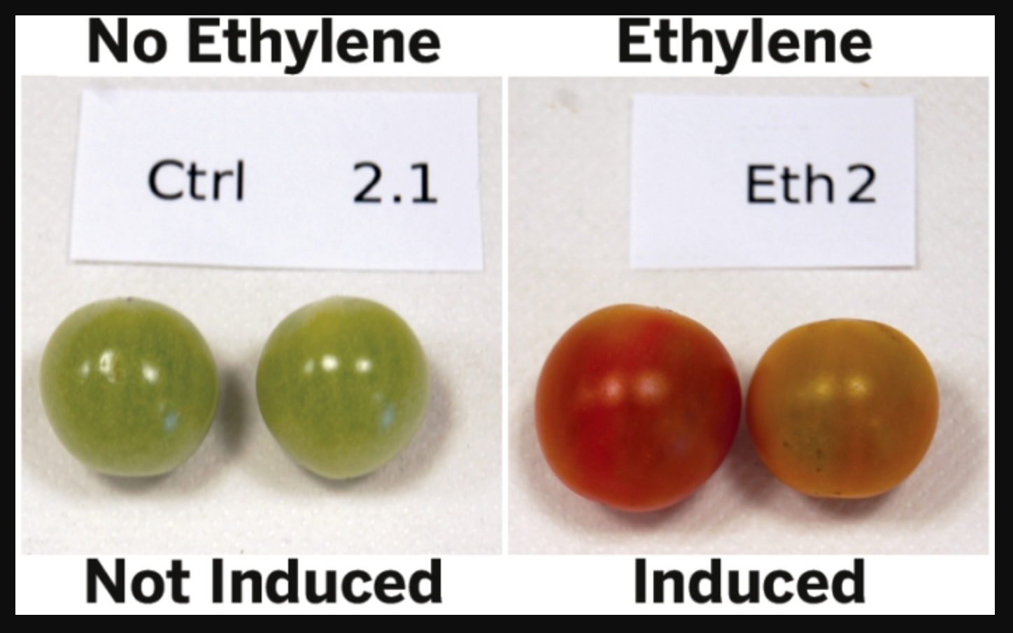 ethylene gas fruit ripening