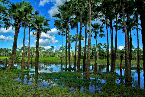 Carnauba Palms growing in Brazil