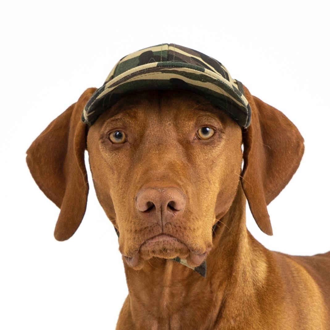 PupLid camo baseball dog cap modeled by a vizsla