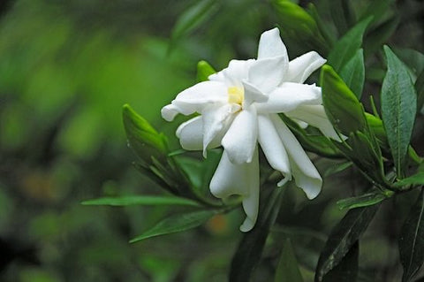 Gardenia Flower