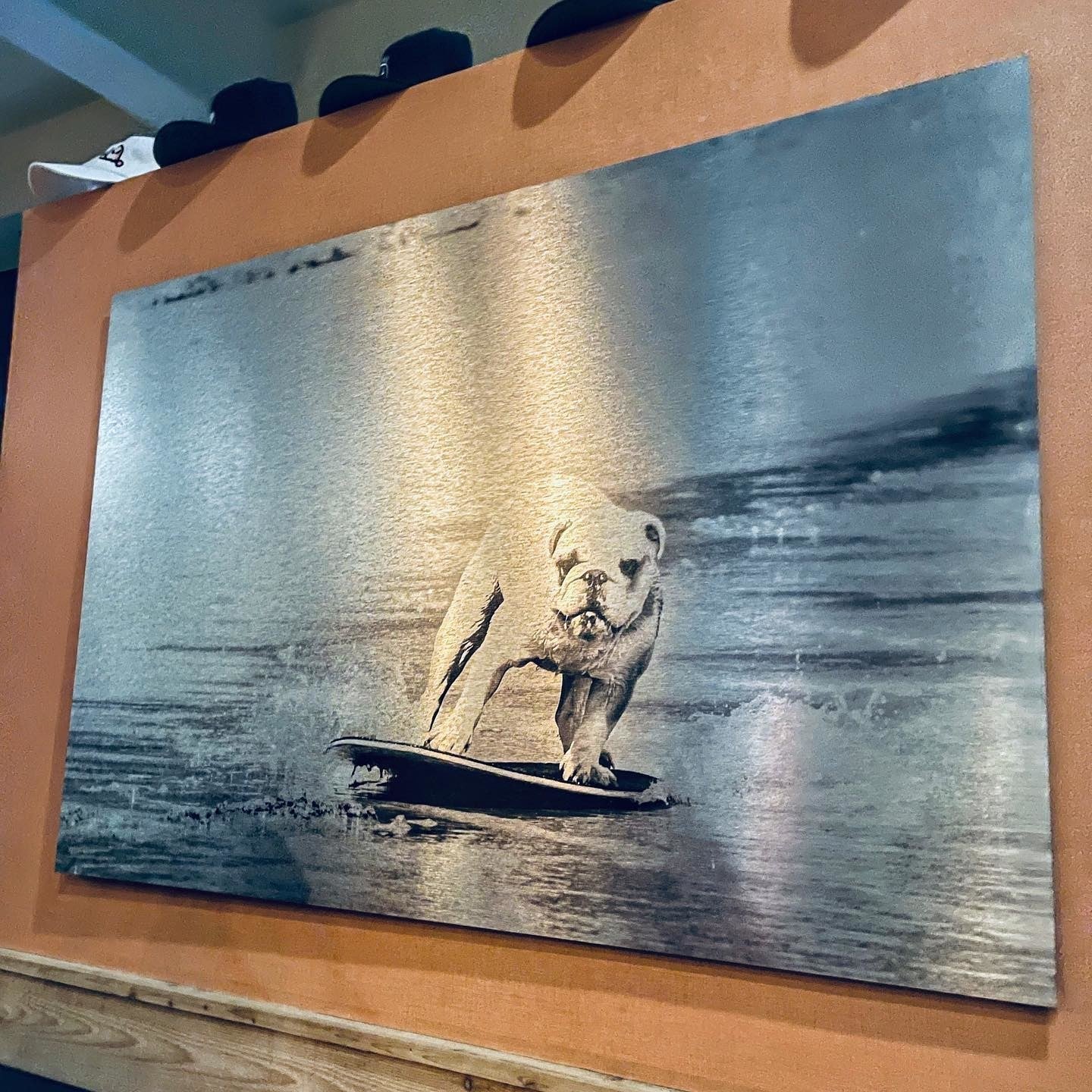 Surfing Dog Printed on Metal and Displayed in Restaurant in Victoria, BC
