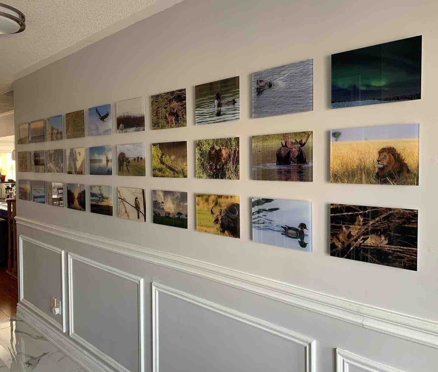 Gallery Wall of Acrylic Prints Displayed in Hallway