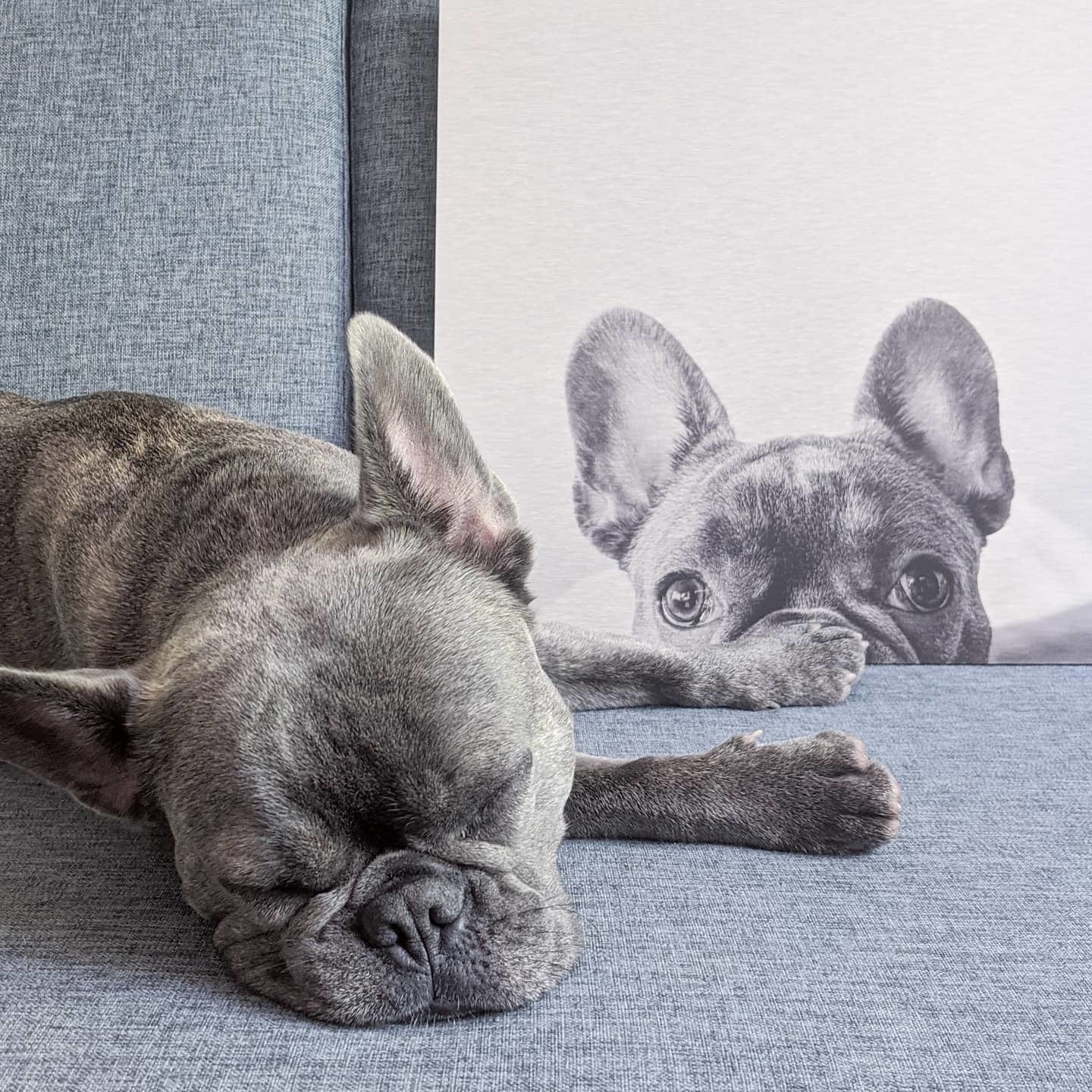 Photo de chien imprimée par Posterjack