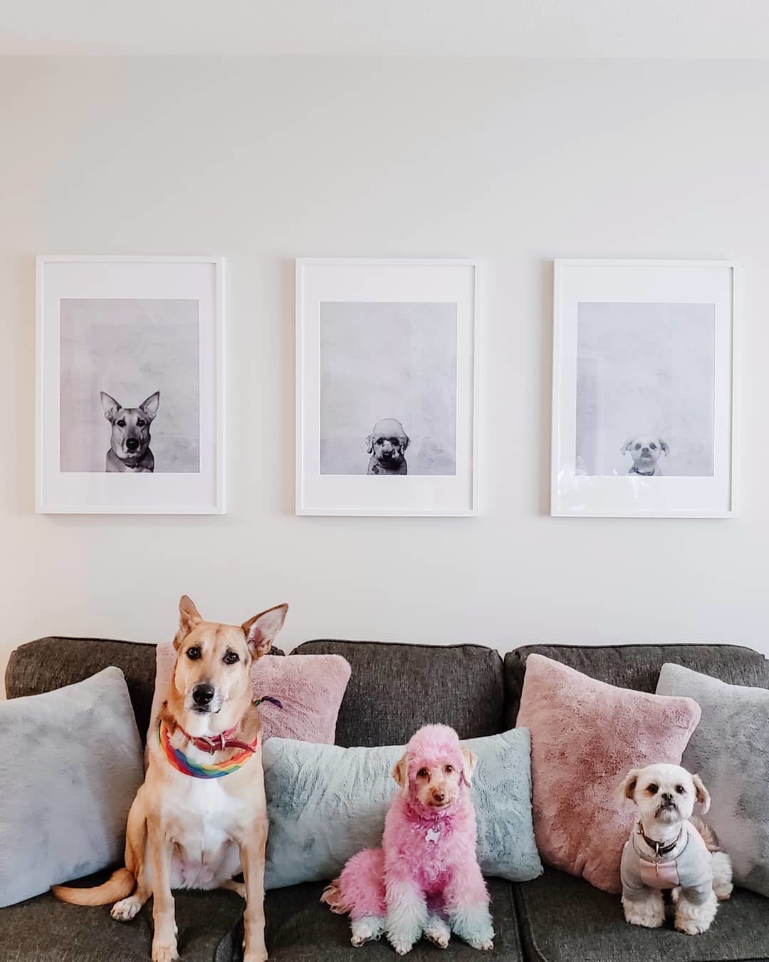Portrait Photos of Dogs in White Picture Frames