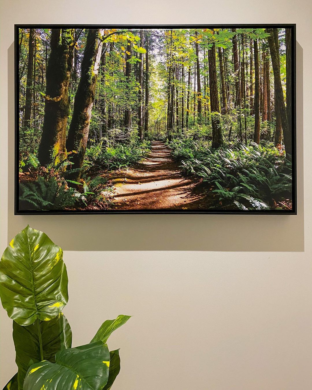 Forest photo printed on a large canvas, shared by Posterjack Canada customer.