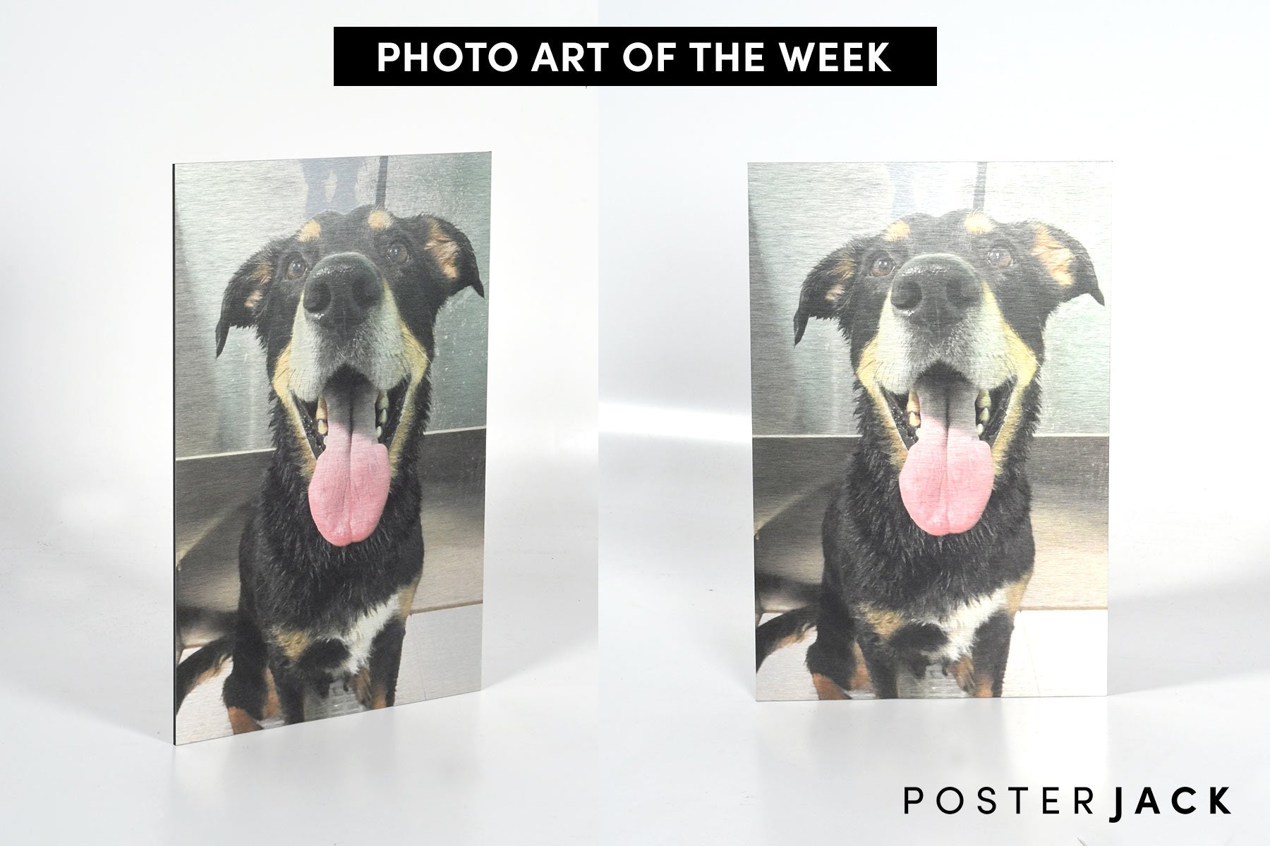 Photo Art of The Week - Dog Picture Printed on Metal