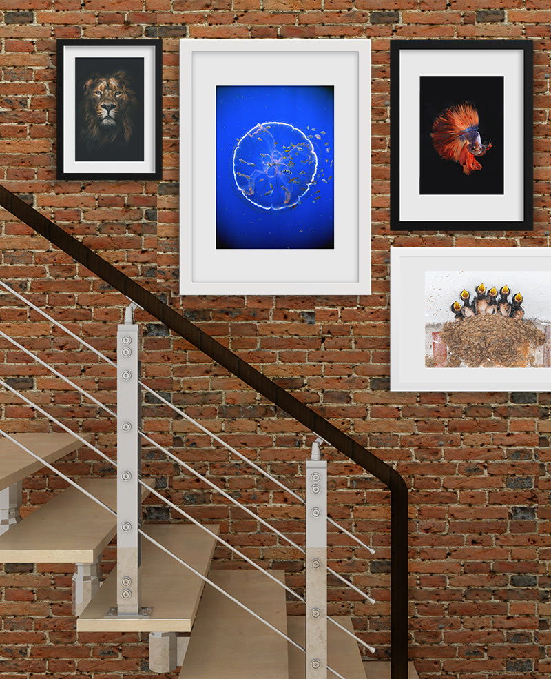 Ideas for arranging pictures in a stairway with various photo frames