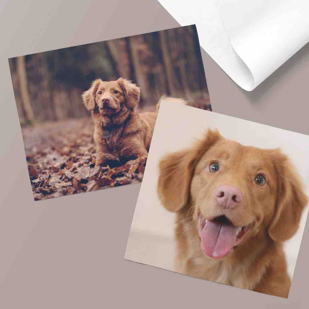 Posterjack Poster Prints of Pet Dog