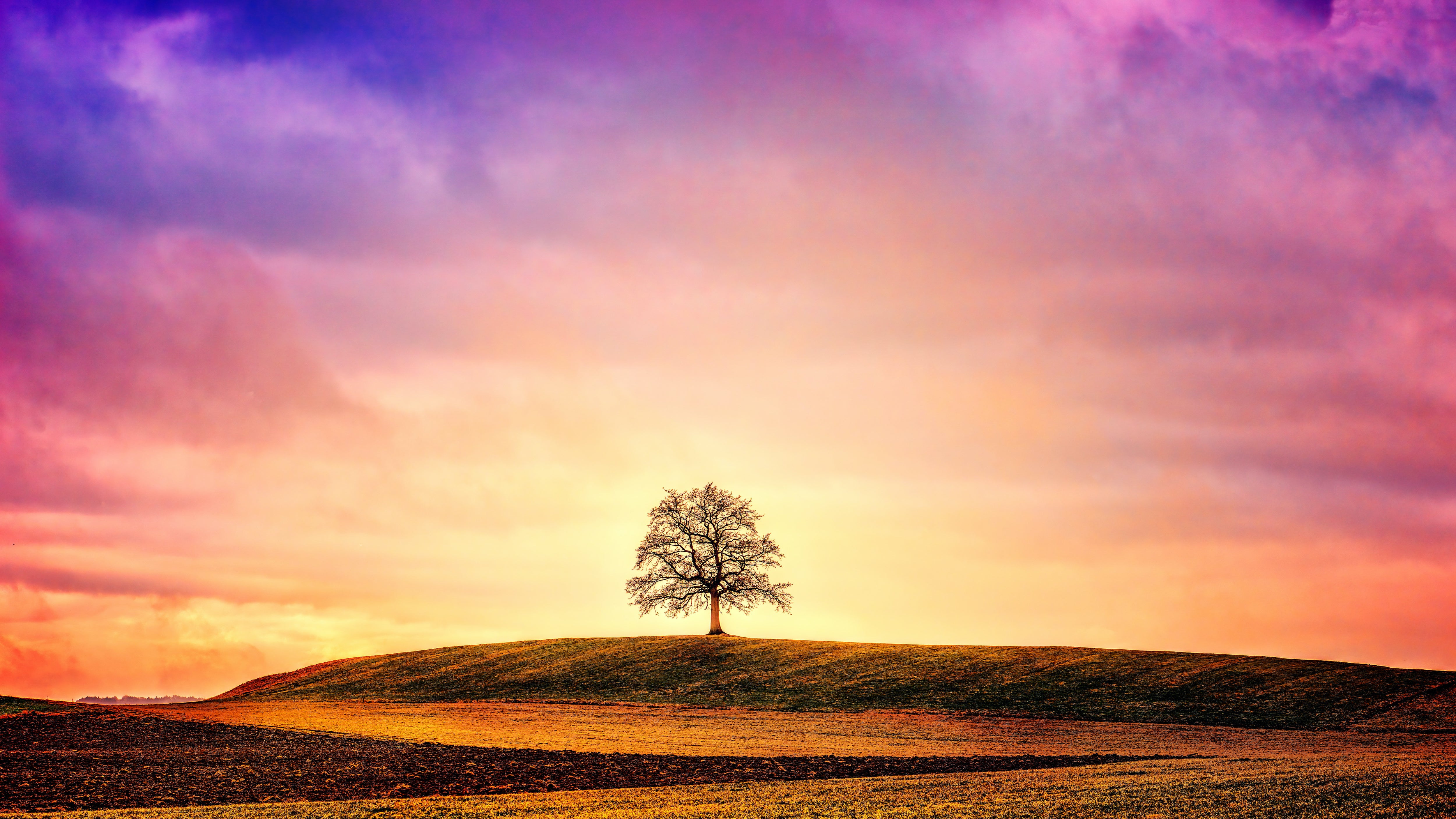 Horizontal Landscape Photo of Tree in Field at Sunset