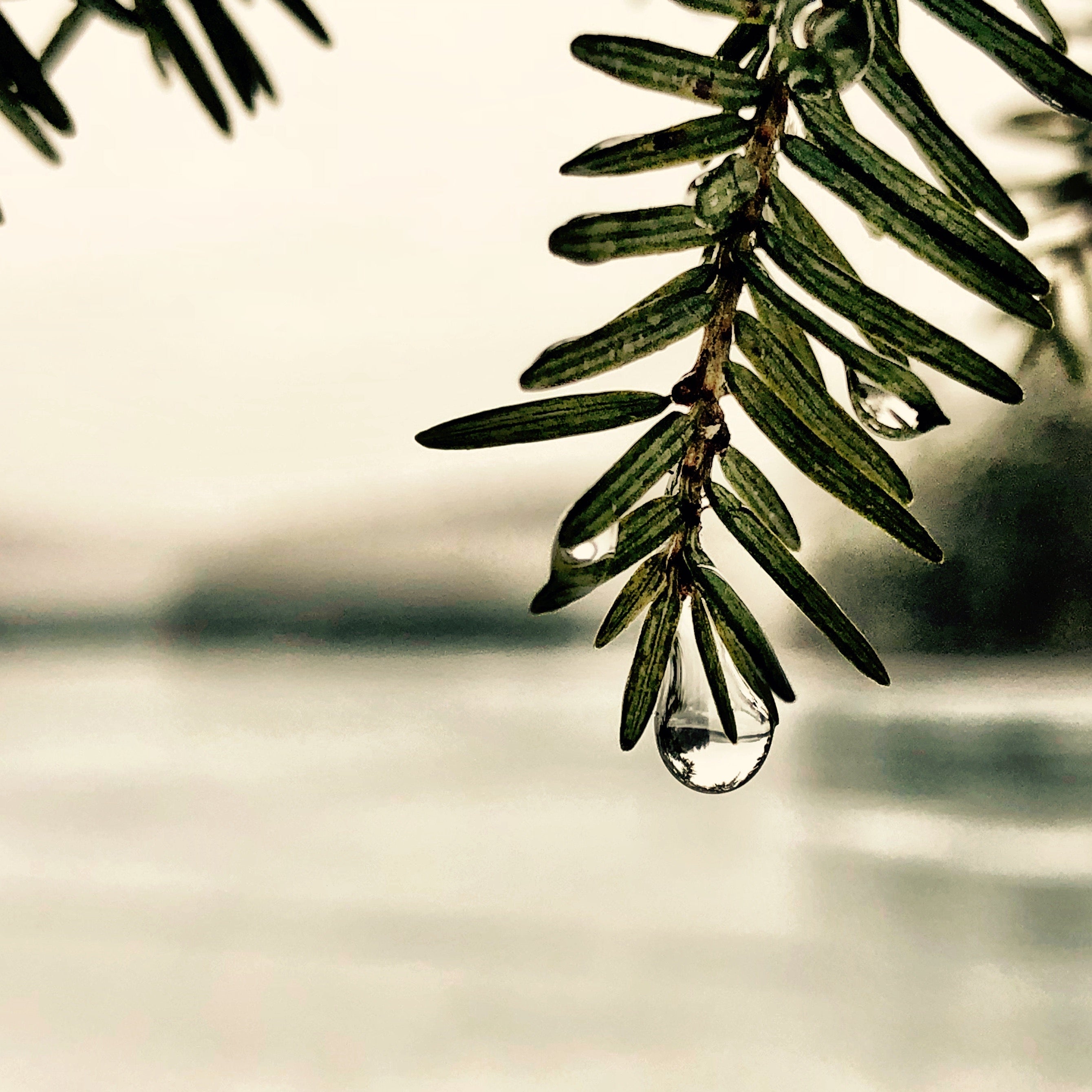 Close-up macro photo of a drop of water on a pine tree branch with a lake in the background