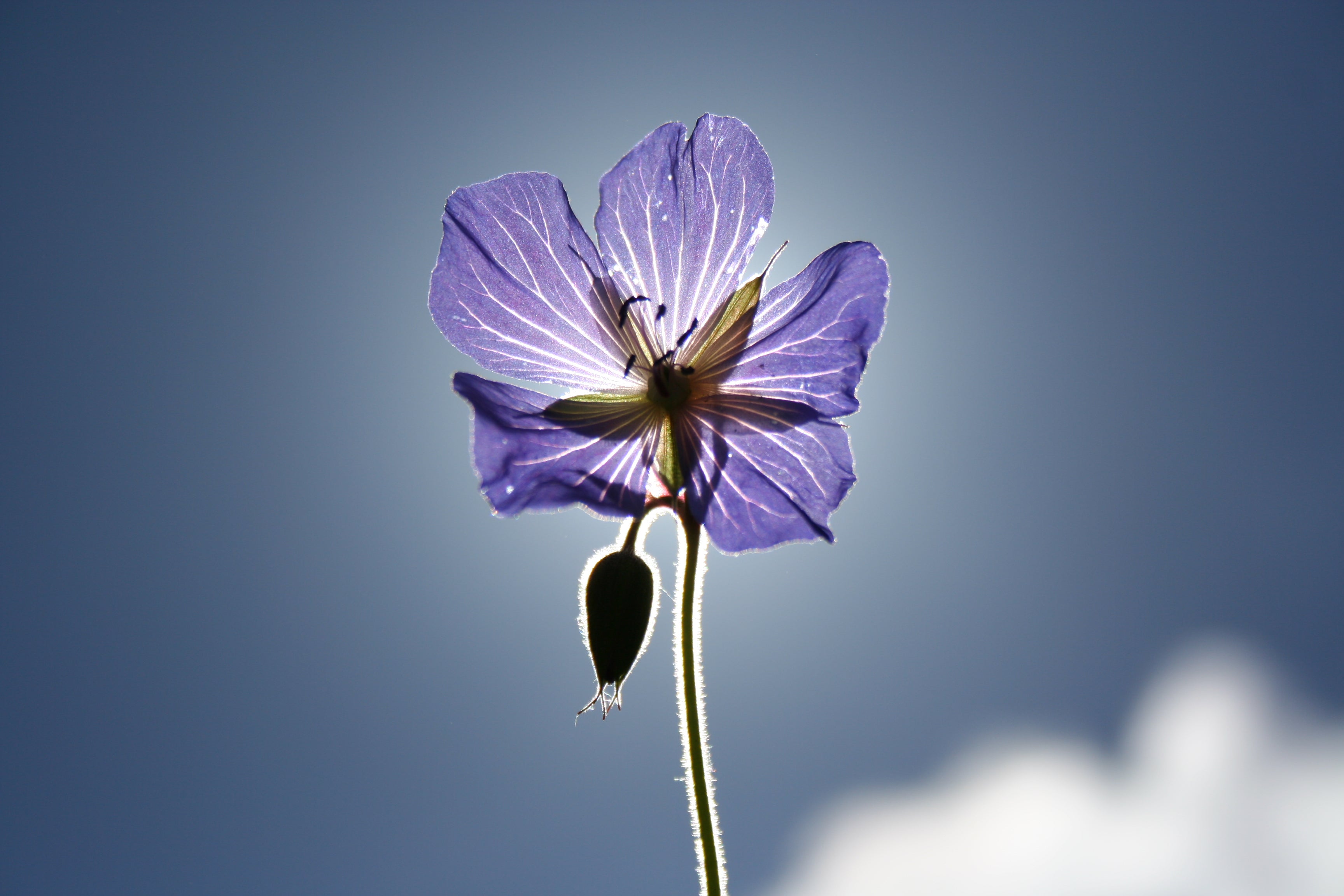 Purple flower backlit by the sun