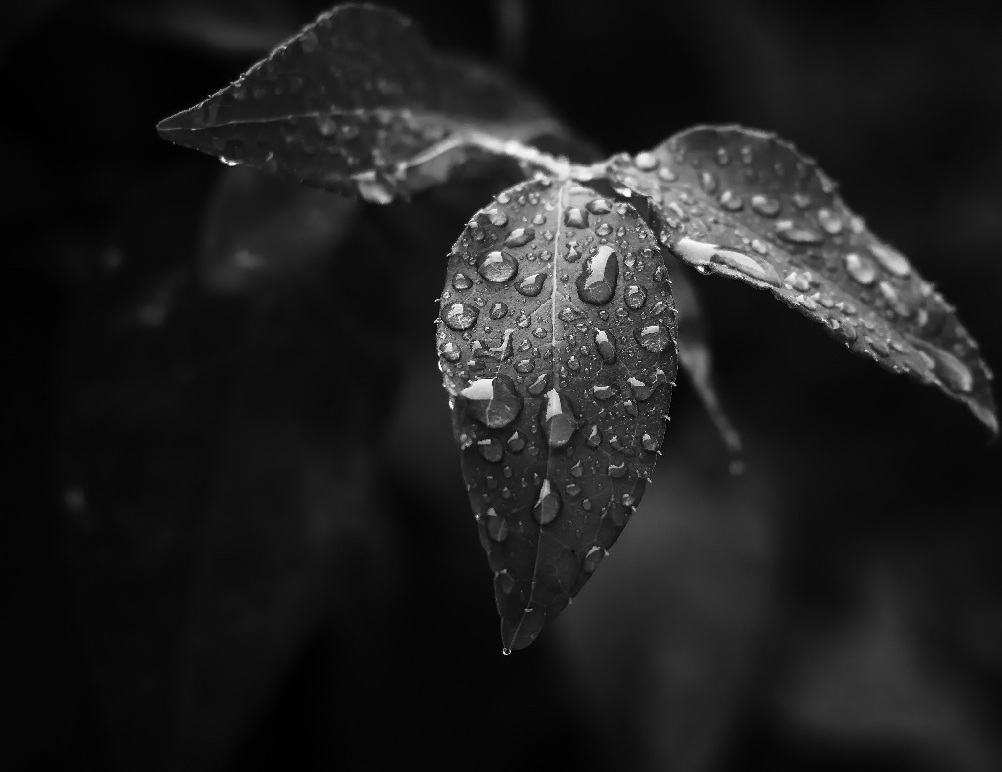 Black & white photo of water droplets on a leaf 