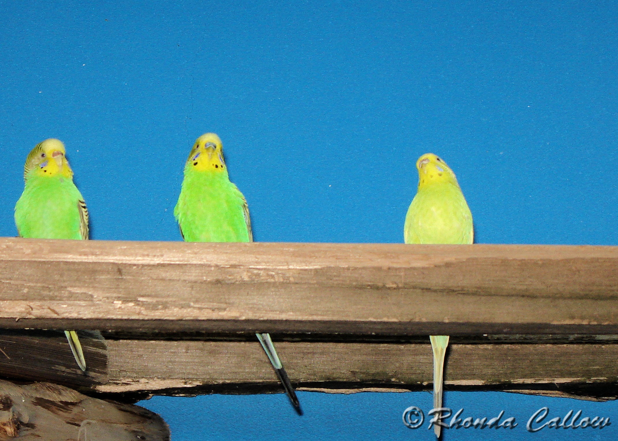 Three bright green budgie birds with a blue background