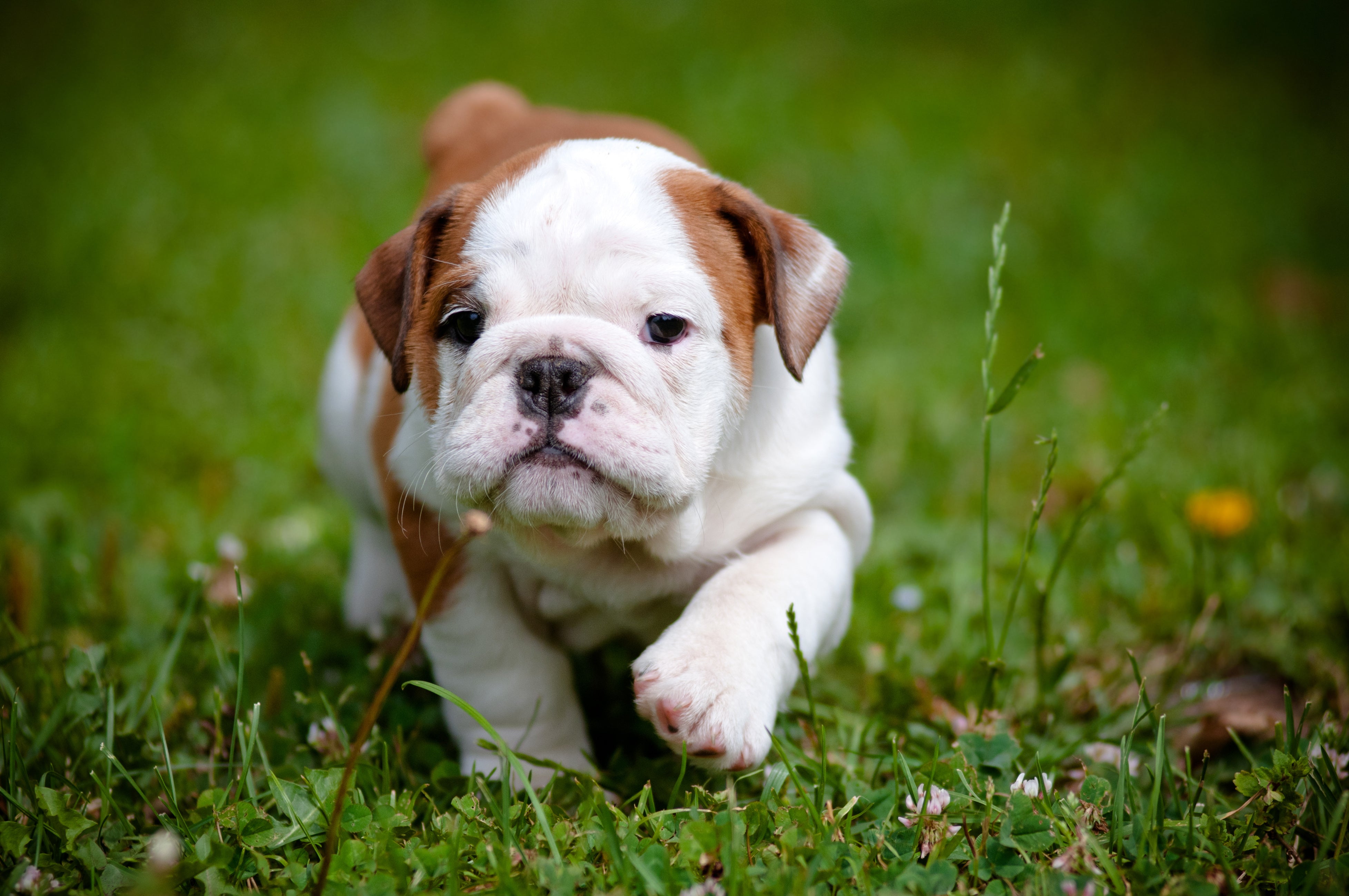 Cute bulldog puppy