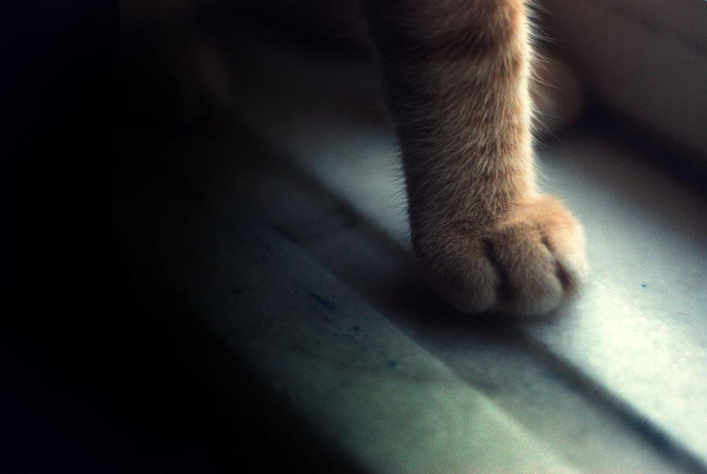 Picture of a cat's paw in natural light and composed to follow the rule of thirds in photography
