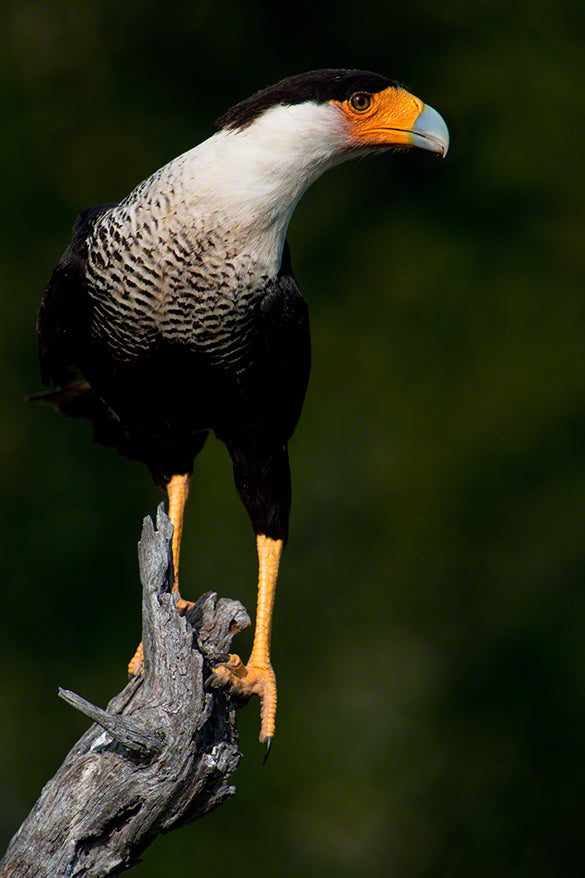 Crested caracara photo captured by wildlife photographer Moose Peterson