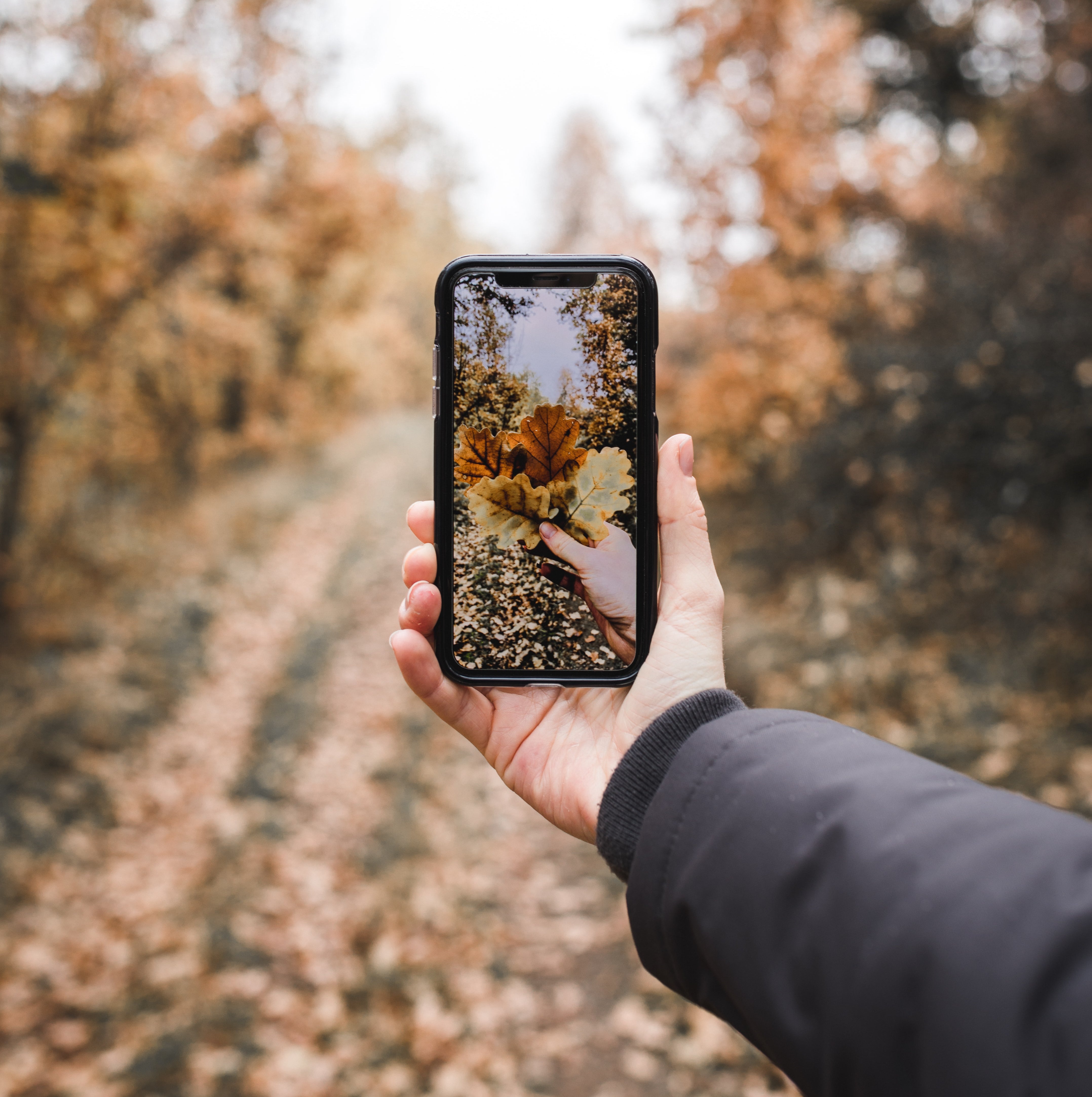 Autumn Photo Ideas - Person Holding Smartphone Capturing a Fall Picture