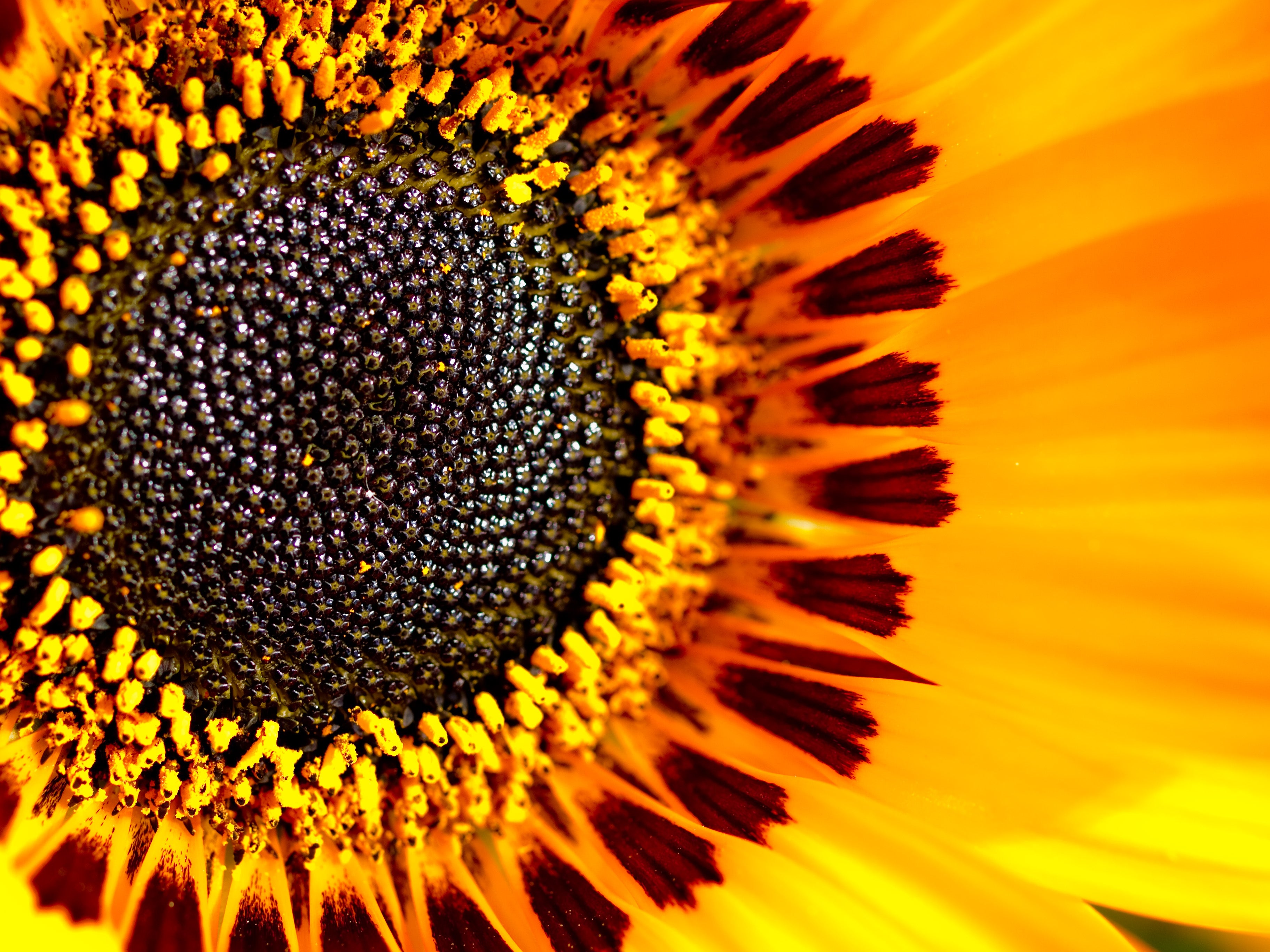 Flower photo close-up macro 