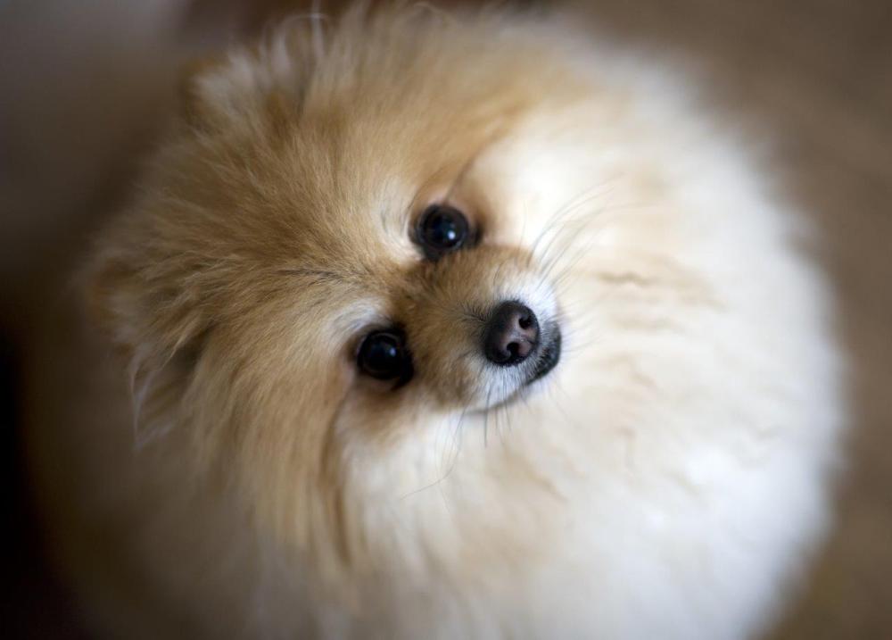 Close-up photo of a small and fluffy dog