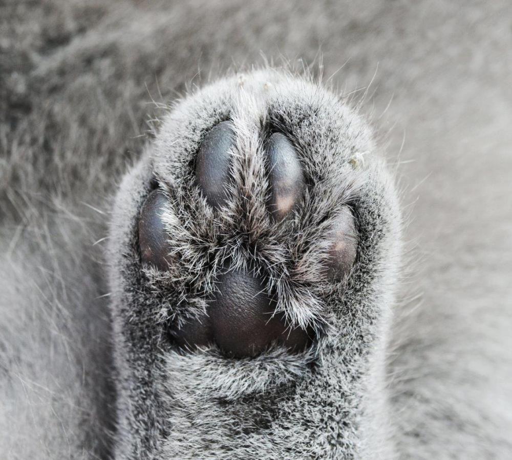 Close-up photo of a grey cat paw