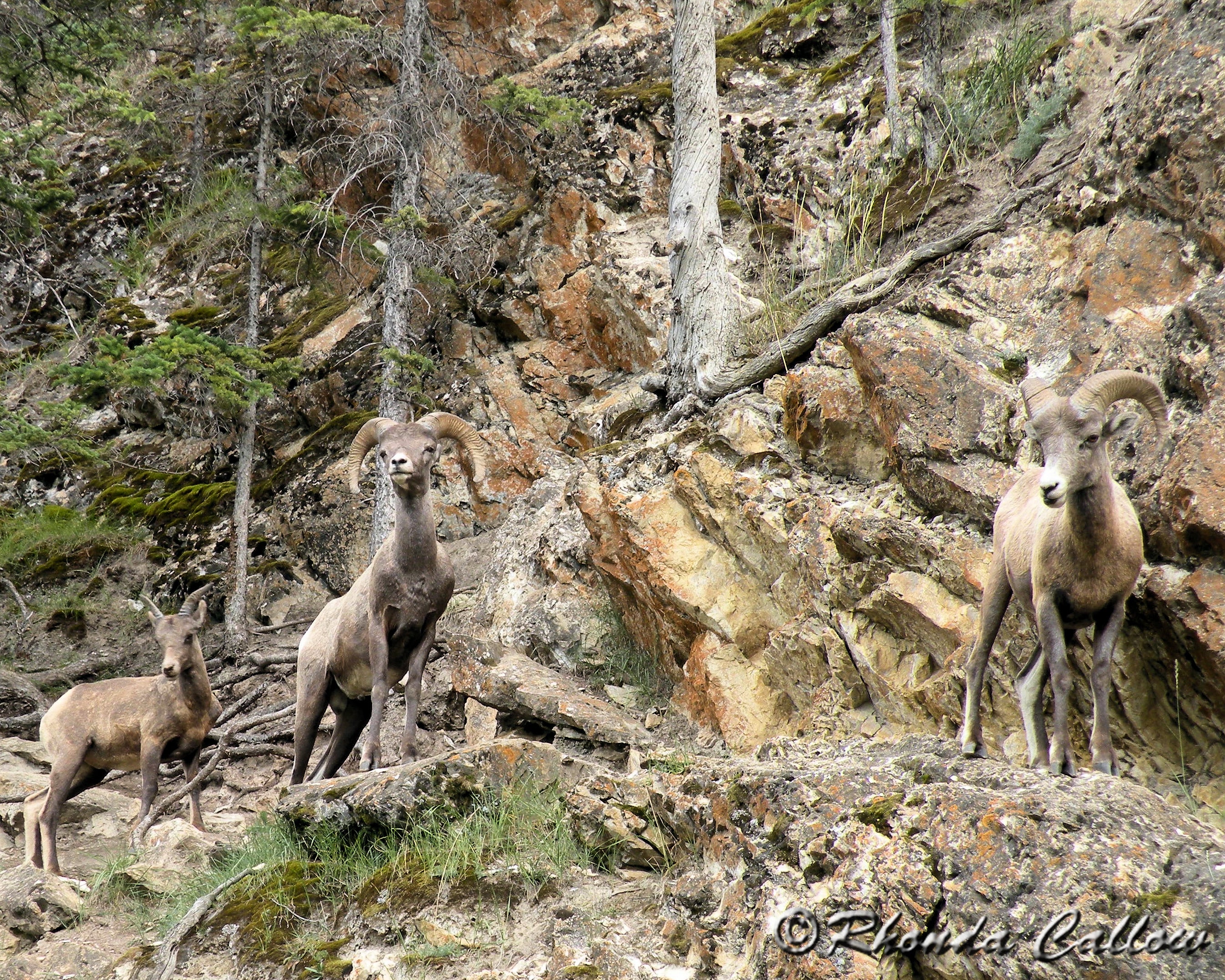 Sheep on a rocky hill in Jasper, Alberta, Canada