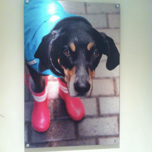 Photo of a dog in boots printed on a Posterjack Metal Print