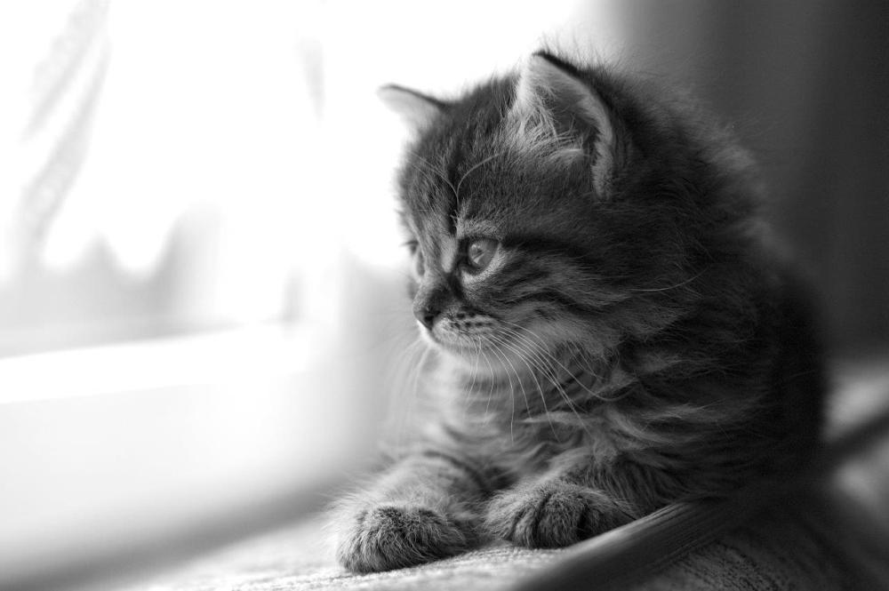 Black and white photo of a kitten on an indoor windowsill looking outside