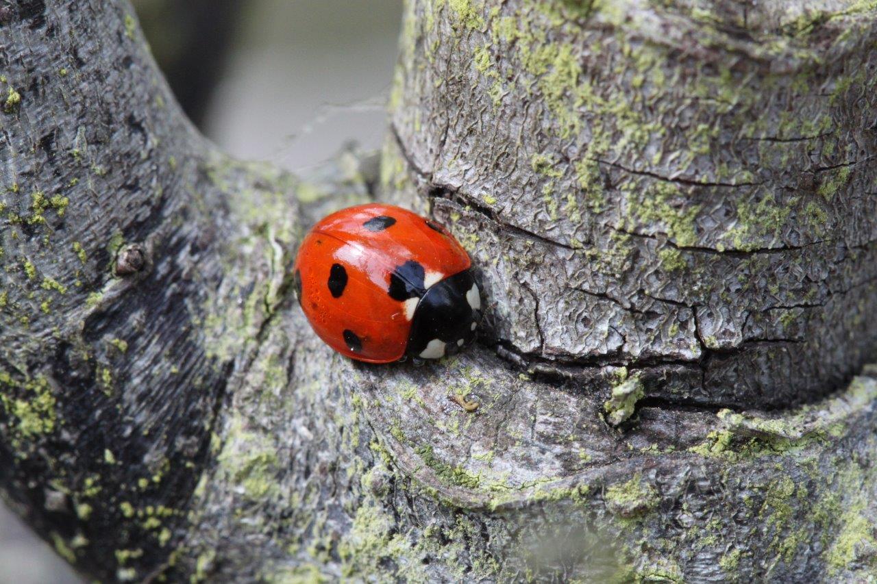 Smooth ladybug on rough tree bark illustrating texture in photography