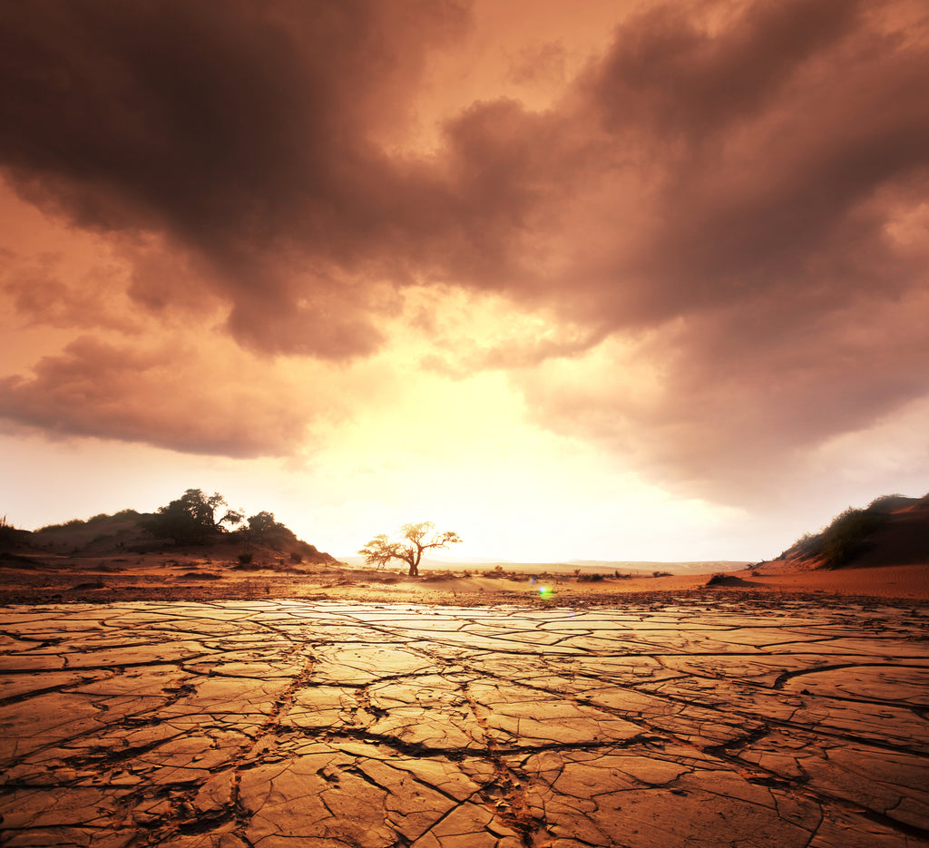 Drought landscape photo with a tree and dried, cracked mud