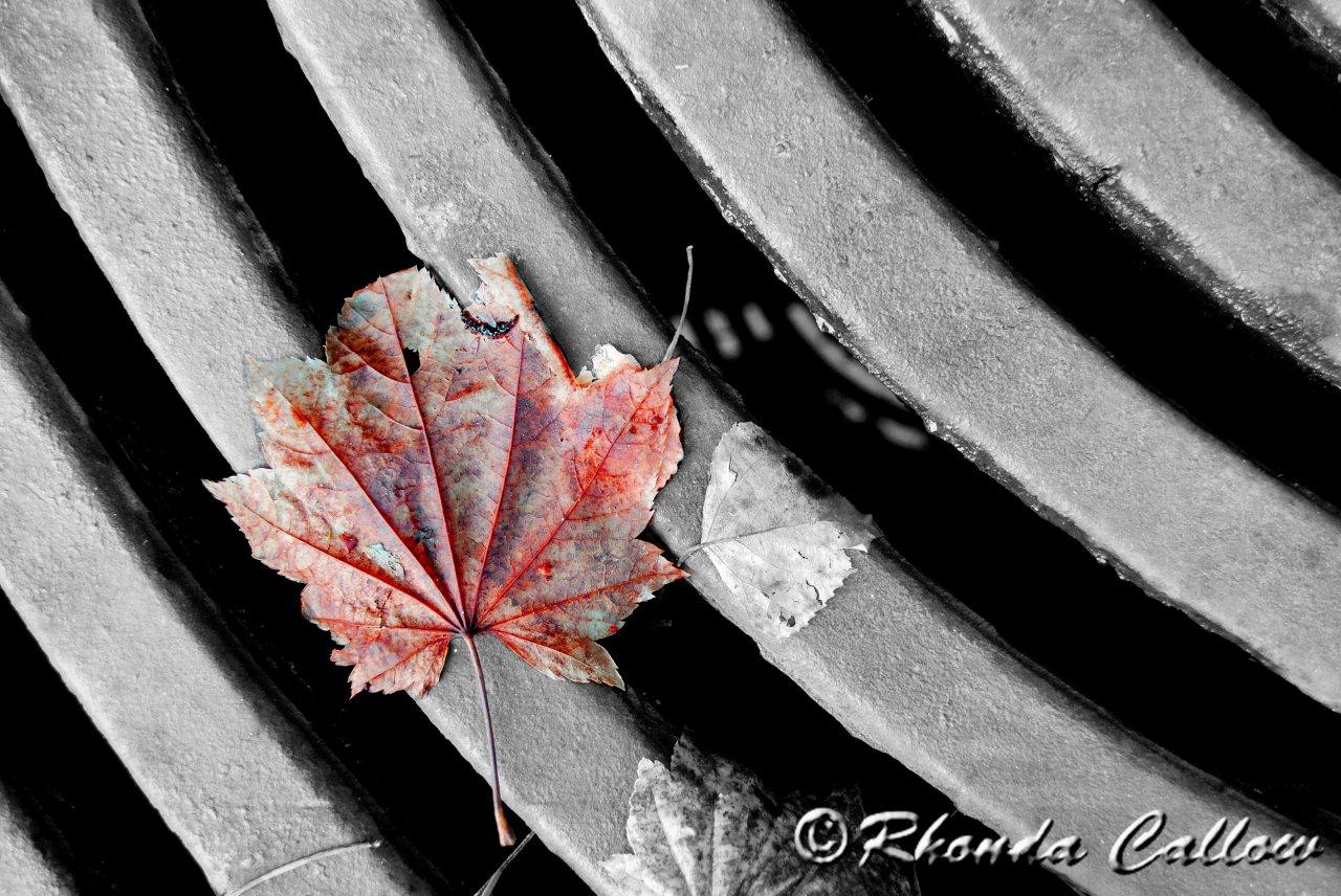 Example of selective colouring on a black and white photo with a red maple leaf
