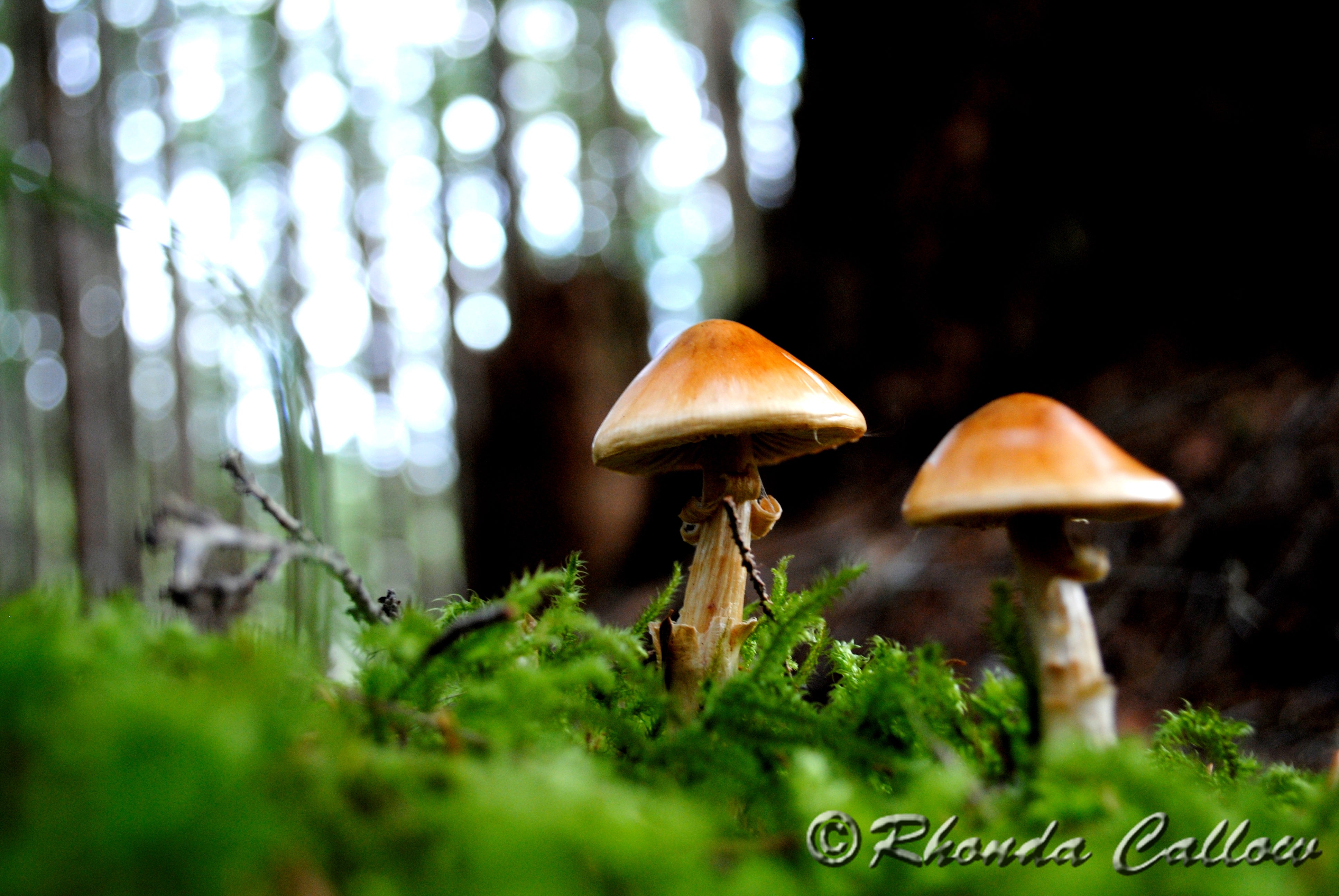 Mushrooms on a forest floor on Vancouver Island, BC, Canada - photographed from an interesting angle