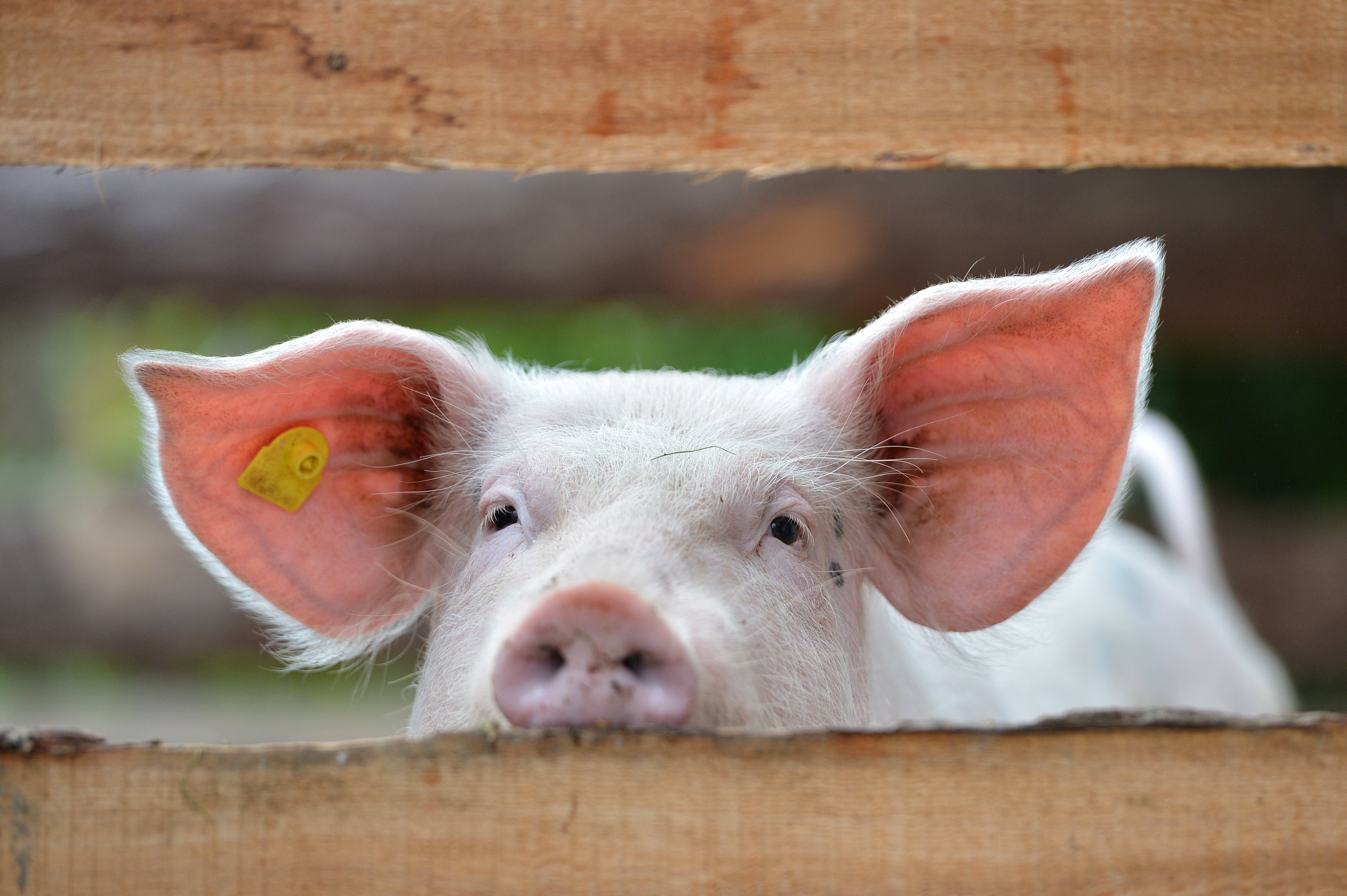 Photo of a pig looking through fence panels 