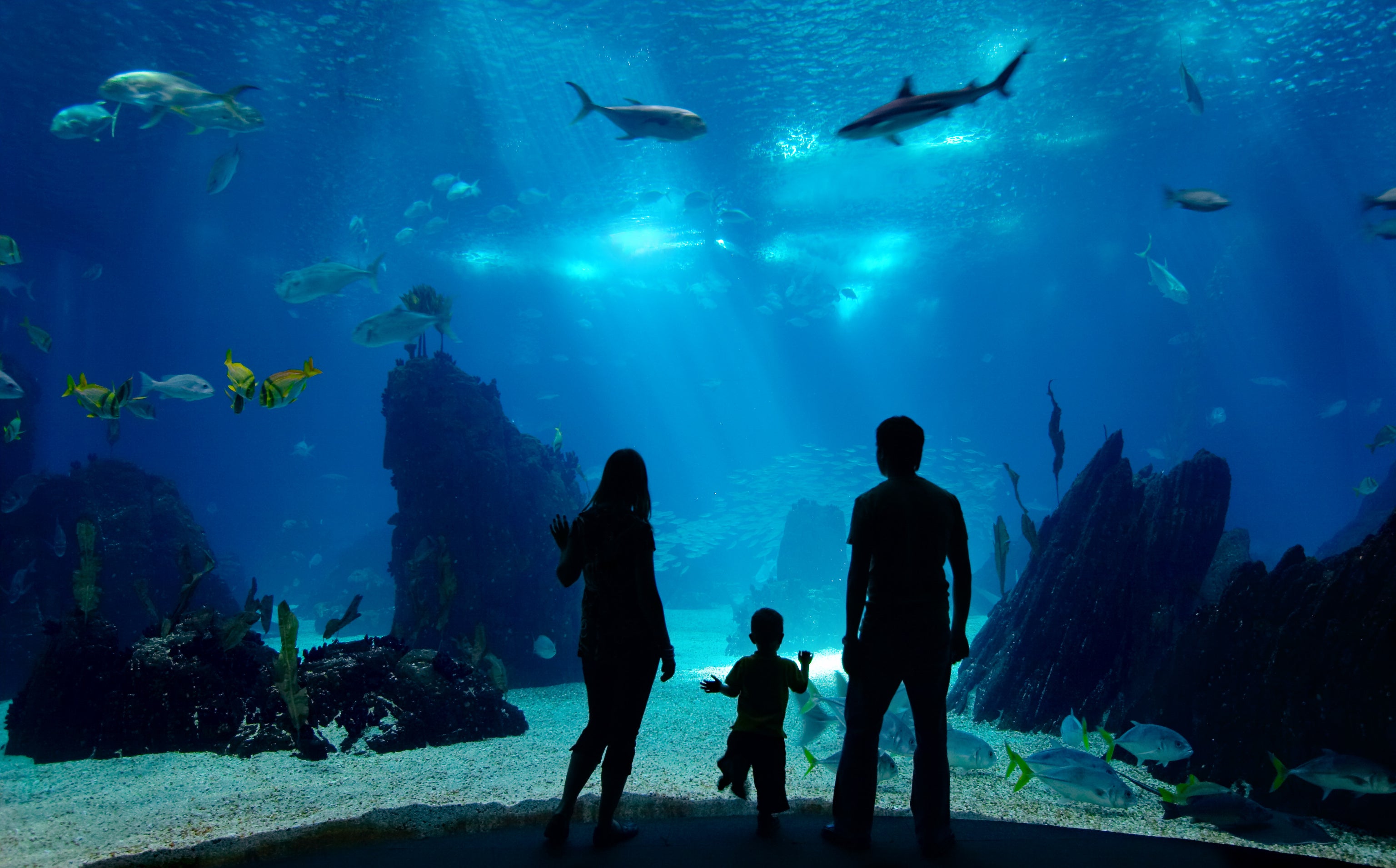 Family of three silhouettes looking through the glass of an aquarium