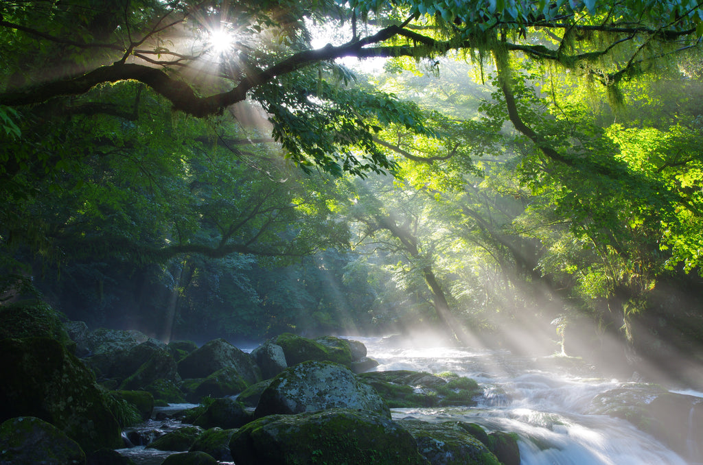 Sunbeams shining through the forest trees