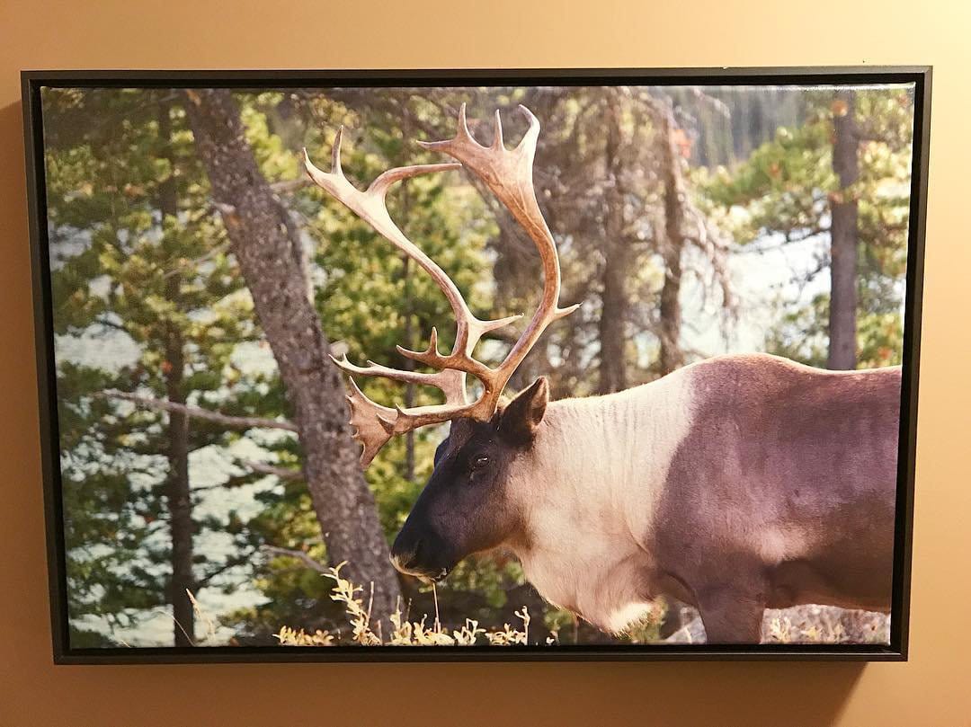Northern Rockies wildlife photo printed on canvas. Photo by harrisondickie.