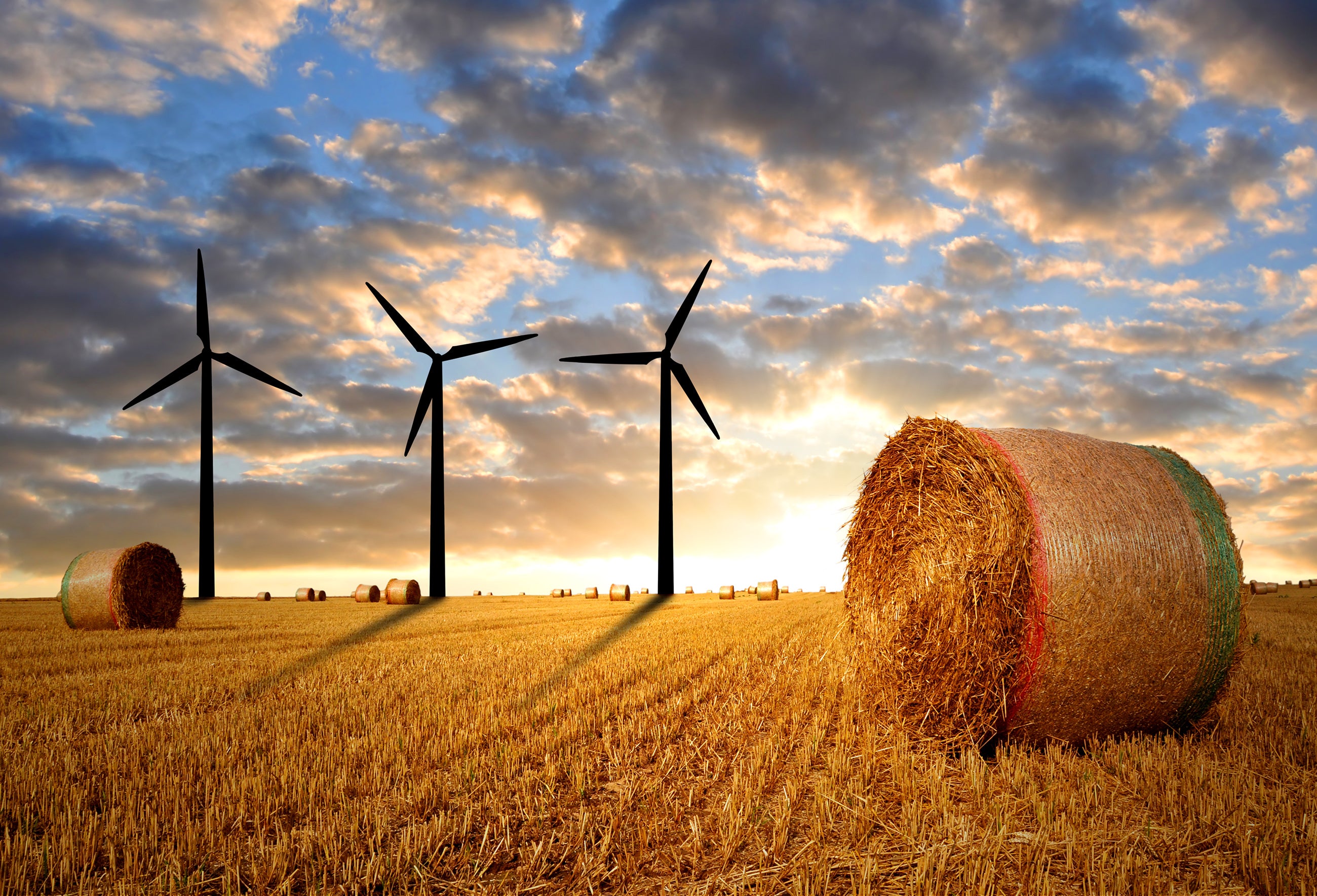 Fall photo of windmills and hay