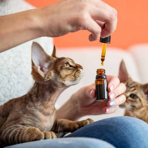 Two Cats With Person Holding Bottle of CBD