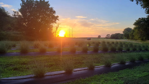 Sunset in the Lavender field