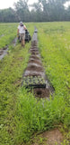 weed guard, planting lavender, lavender field