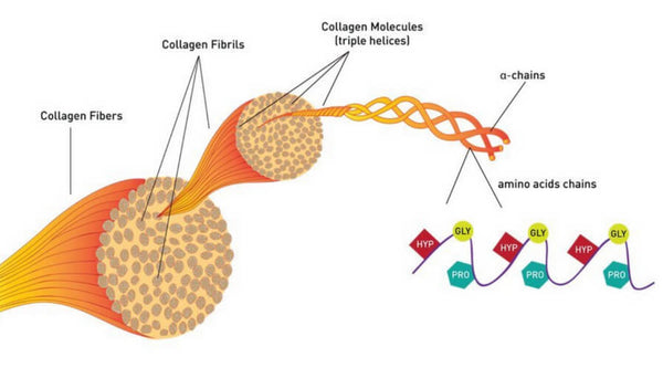 Collagen Peptide Benefits