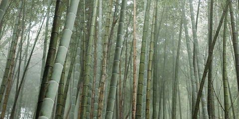 bamboo ingredient image