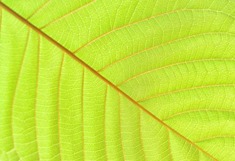 kratom leaf zoom