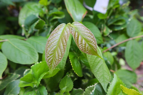 red maeng da kratom leaf