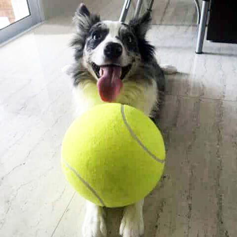 giant tennis ball for dogs