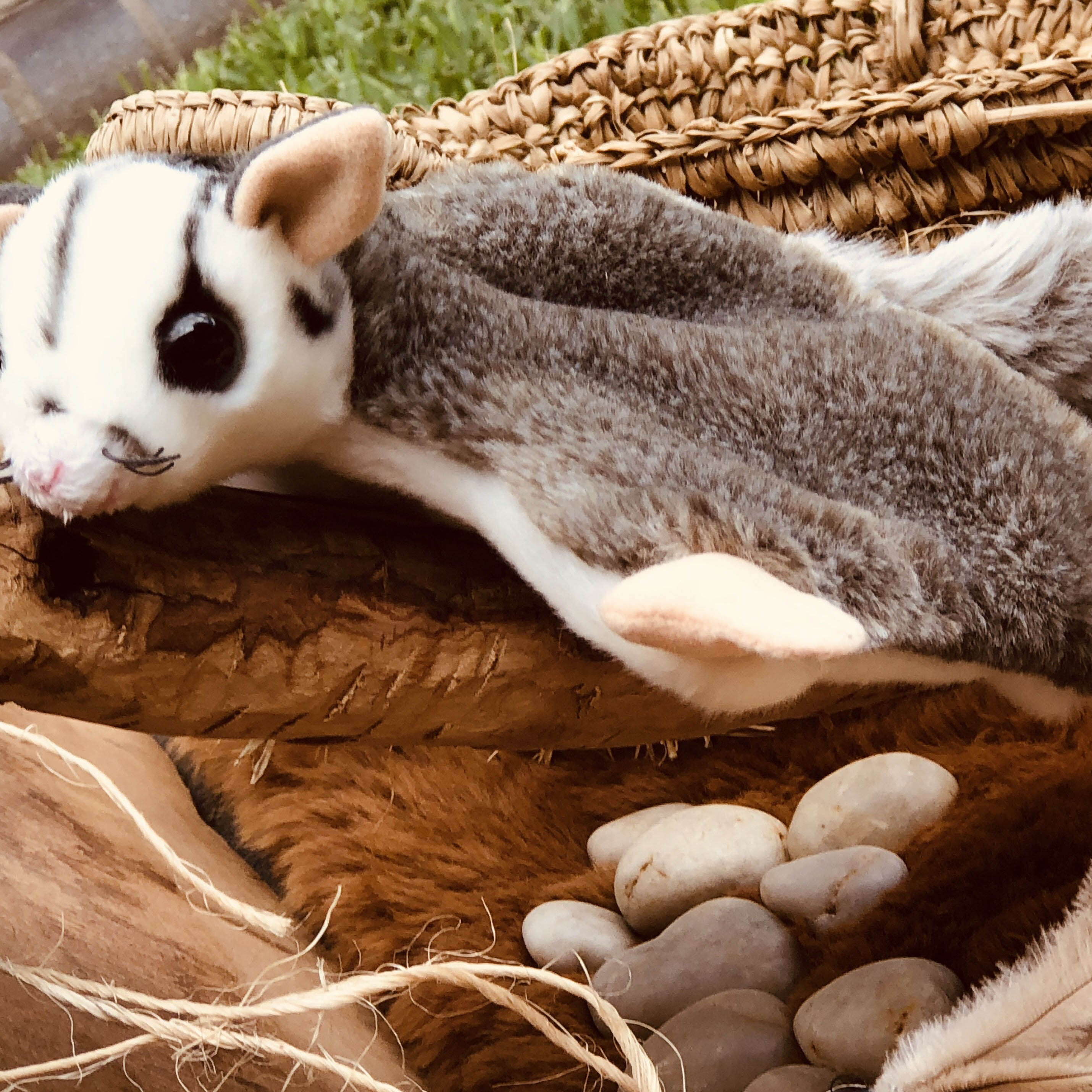 stuffed sugar glider