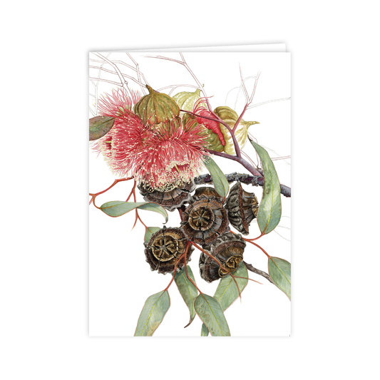 Carte A6 - Eucalyptus fleuri
