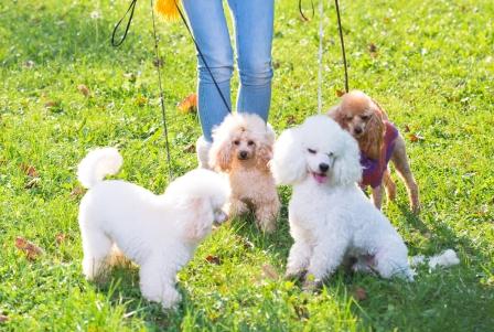 Coconut Pet Shampoo